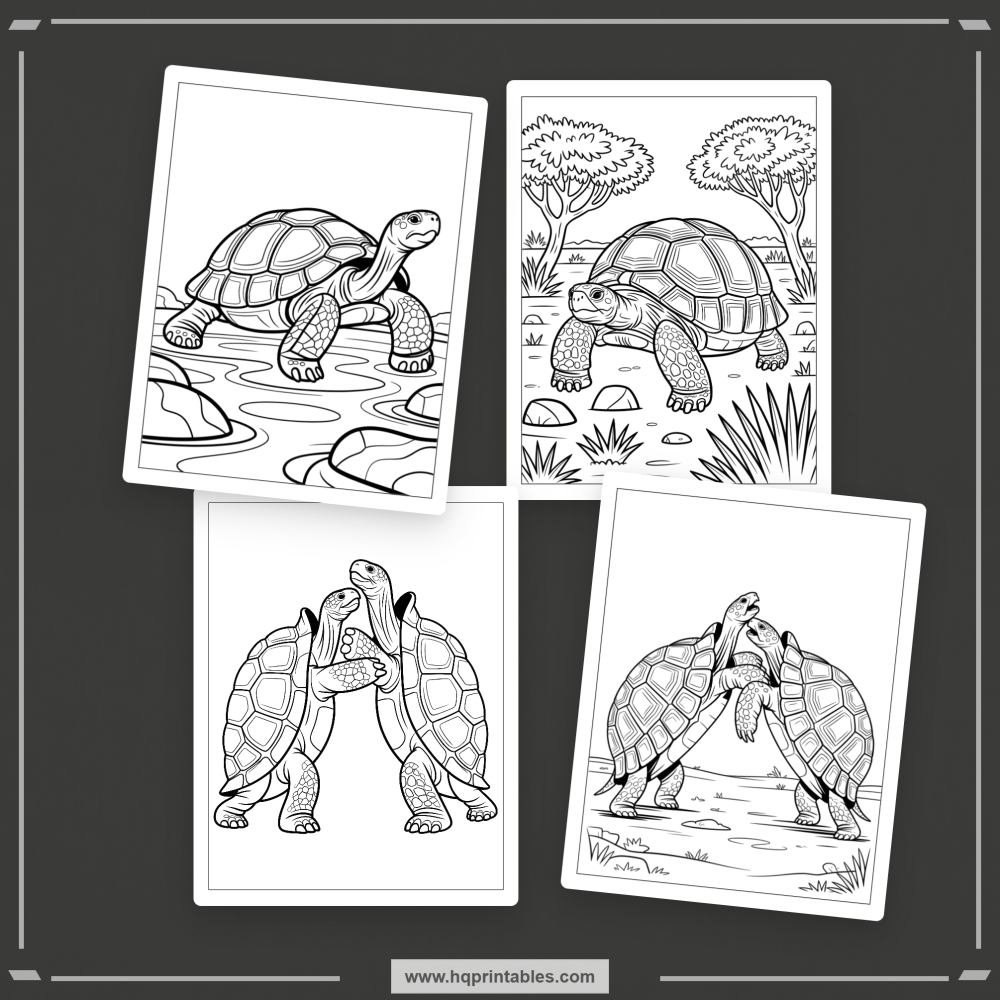 land tortoise coloring book