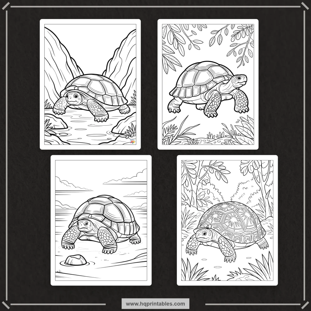 land tortoise coloring book